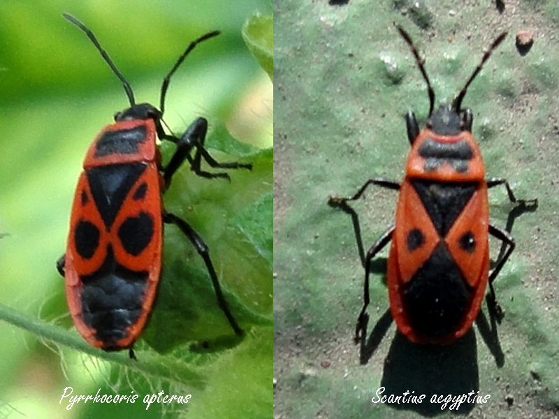 Pyrrhocoridae: Pyrrhocoris apterus